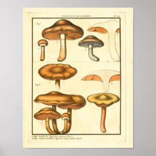 Poster Champignons vintages Fungus Brown Art français Imp