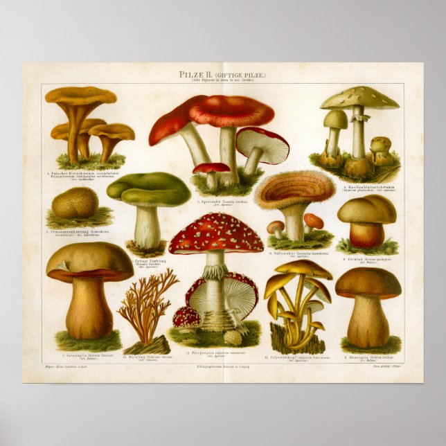 Poster Champignons vintages Pilze Variété Rouge Vert Impr (Devant)