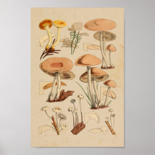 Poster Champignons vintages Variétés Art Brown Jaune Impr