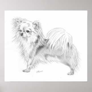 Poster Championne du Longcoat Chihuahua