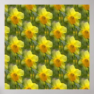 Poster Champs de jonquilles....