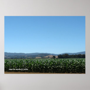 Poster Champs de maïs