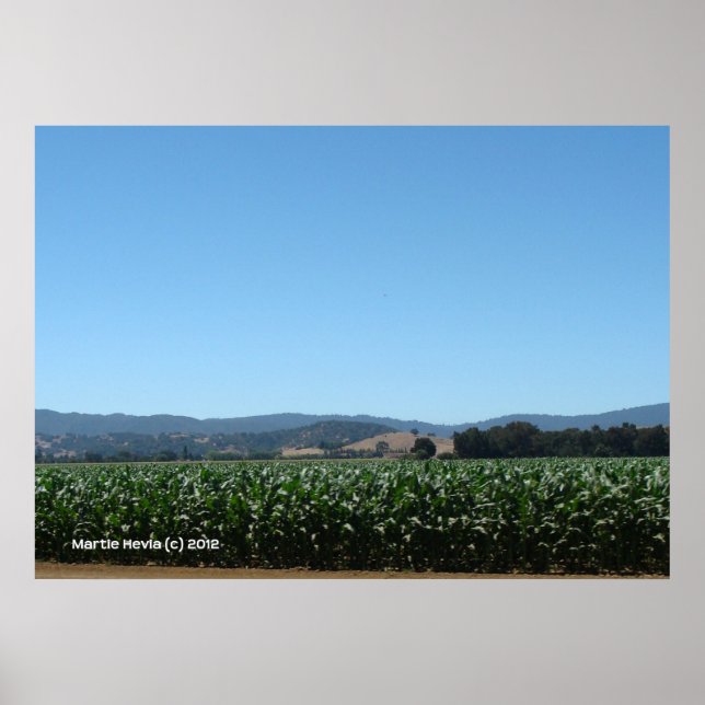 Poster Champs de maïs (Devant)