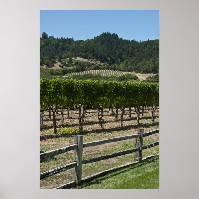 Poster Champs de raisins de vignoble rustique (Devant)