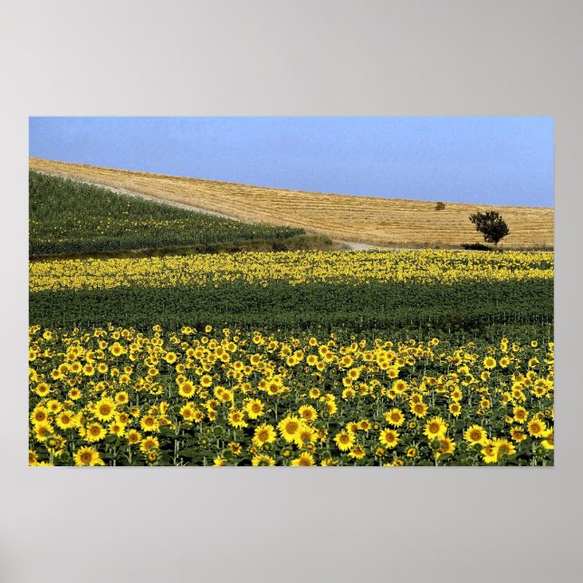 Poster Champs de tournesol, Toscane, Italie (Devant)