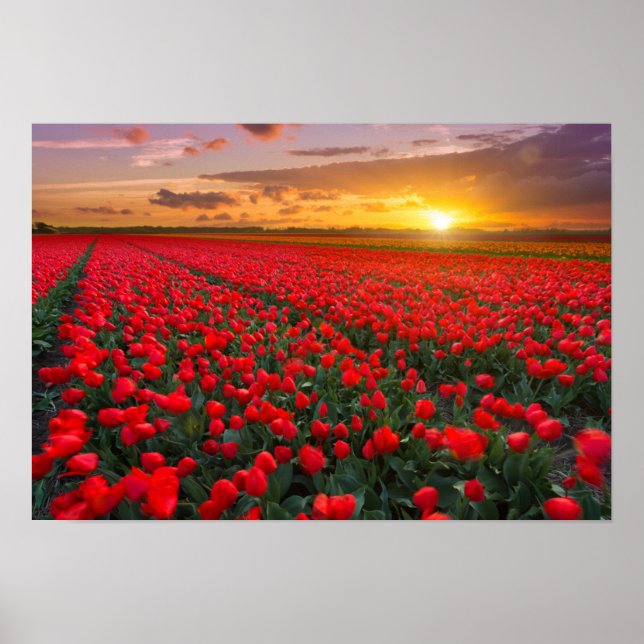 Poster Champs de tulipes au coucher du soleil dans la Pay (Devant)