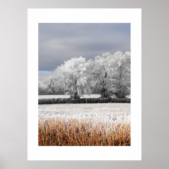 Poster Champs et arbres gelés (Devant)