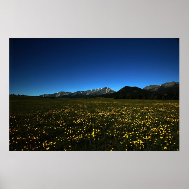 Poster Champs jaunes (Devant)