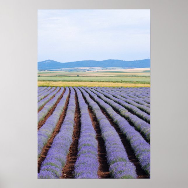 Poster Champs Lavendar (Devant)