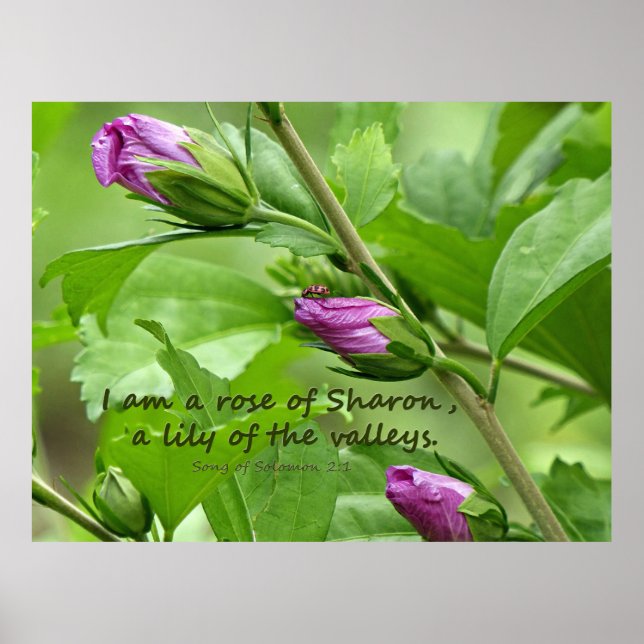 Poster Chanson de Salomon 2:1 (Devant)