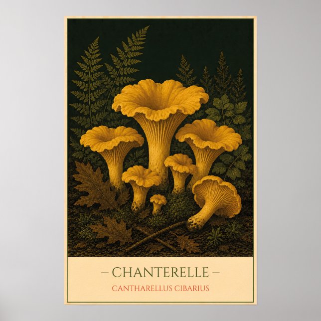 Poster Chanterelle (Devant)