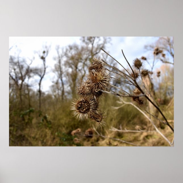 Poster Chardon (Devant)