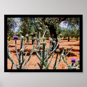 Poster Chardon cotonneux dans un oliveraie