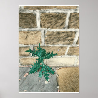 Poster Chardon et jetons