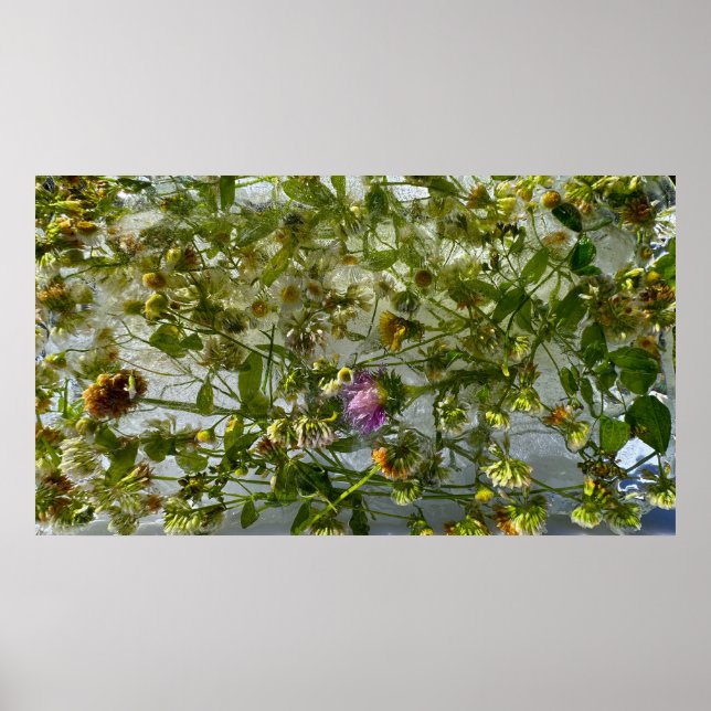 Poster Chardon et trèfle glacés, (Devant)