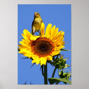 Poster Chardonneret américain sur le tournesol