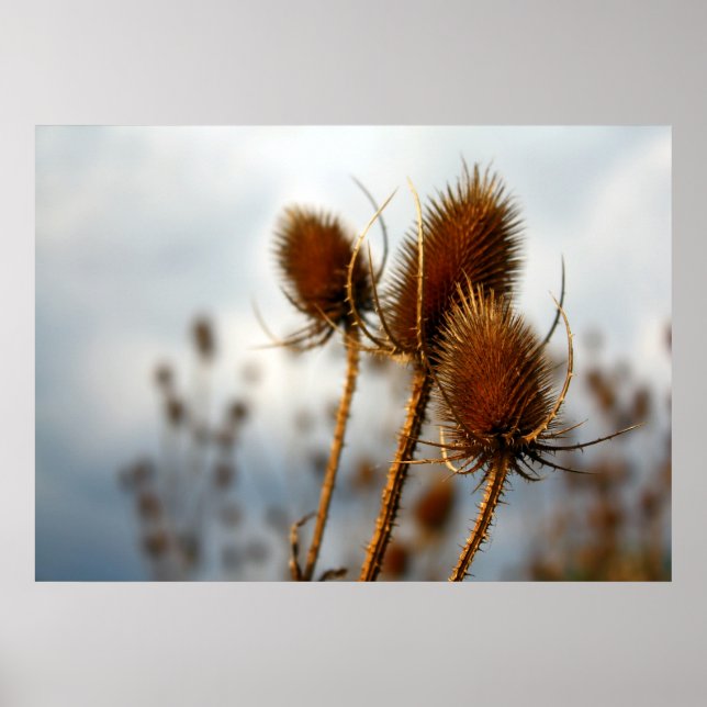 Poster chardons secs (Devant)