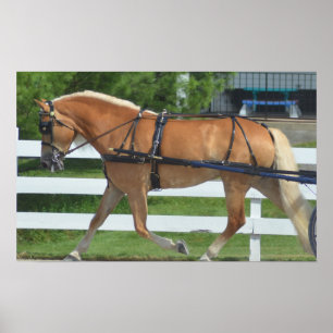 Poster Chariot de colline de noix conduisant le concours