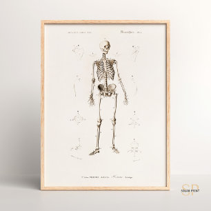 Poster Charles Dessalines D Orbigny Squelette humain Vint