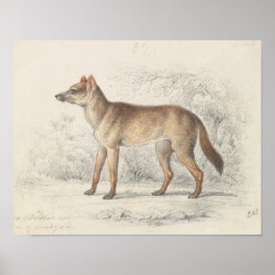 Poster Charles Hamilton Smith - Aguara Dog of the Woods