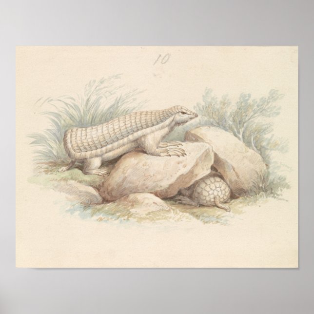 Poster Charles Hamilton Smith - Armadillo de fées roses (Devant)
