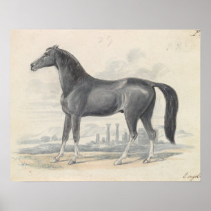 Poster Charles Hamilton Smith - Cheval de Dongola