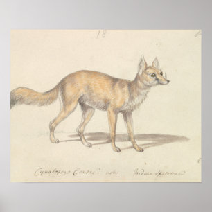 Poster Charles Hamilton Smith - Corsac Dog-Fox