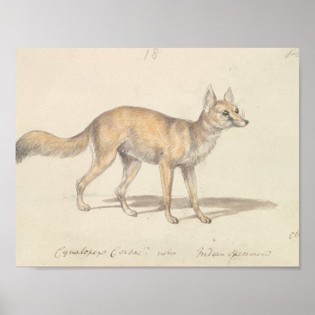 Poster Charles Hamilton Smith - Corsac Dog-Fox (Devant)