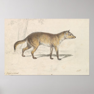 Poster Charles Hamilton Smith - Crabodago Aguara Fox