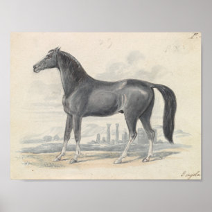 Poster Charles Hamilton Smith - Dongola Horse