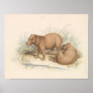 Poster Charles Hamilton Smith - La Capybara