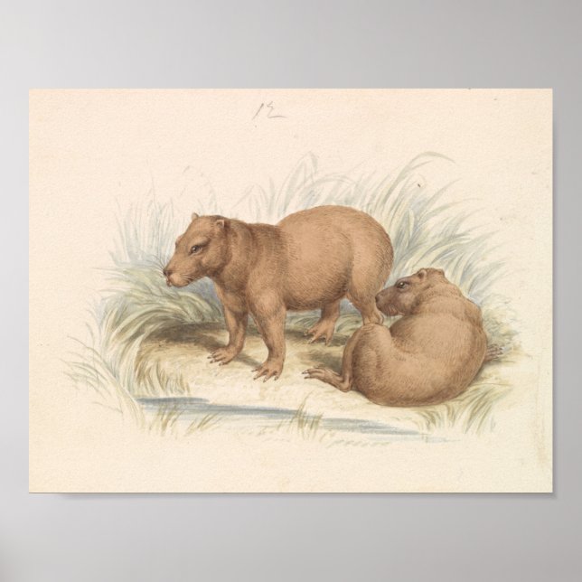 Poster Charles Hamilton Smith - La Capybara (Devant)