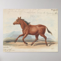 Charles Hamilton Smith - Le Cheval Koomrah