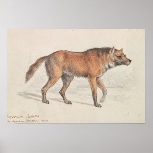 Poster Charles Hamilton Smith - Maned Wolf