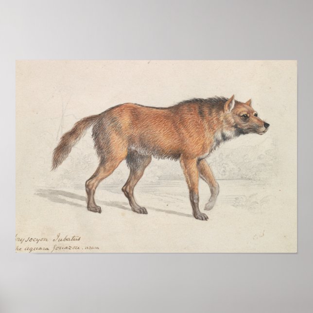 Poster Charles Hamilton Smith - Maned Wolf (Devant)