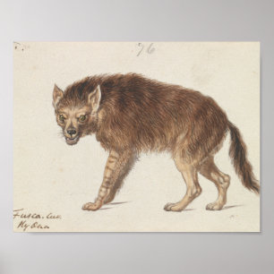Poster Charles Hamilton Smith - The Brown Hyena