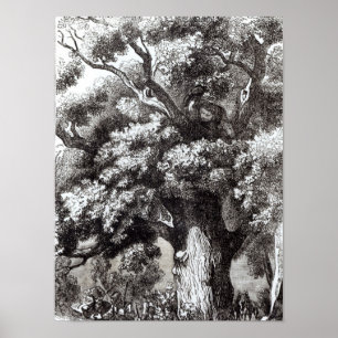 Poster Charles II caché dans le chêne