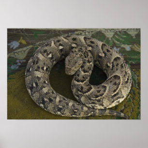 Poster Charmeur de serpents Puff-adder africain Bitis