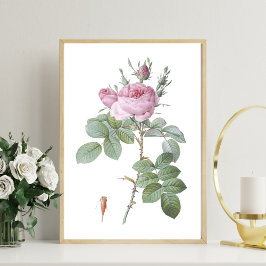 Poster Charming Rose Botanique Art Imprimer