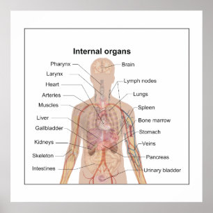 Poster Chart of human internal organs