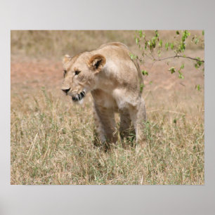 Poster chasse aux lions