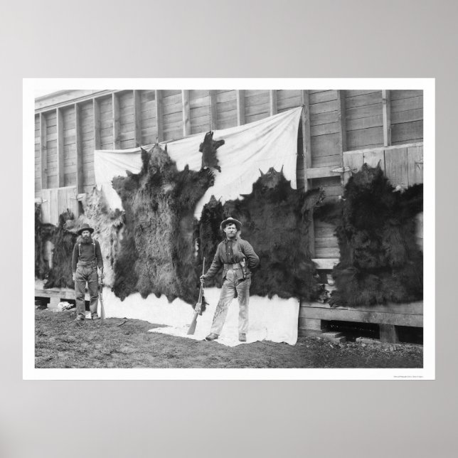 Poster Chasse aux ours Alaska 1906 (Devant)