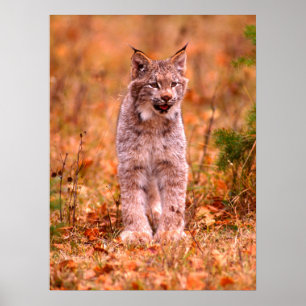 Poster Chasse Bobcat Forêt d'automne