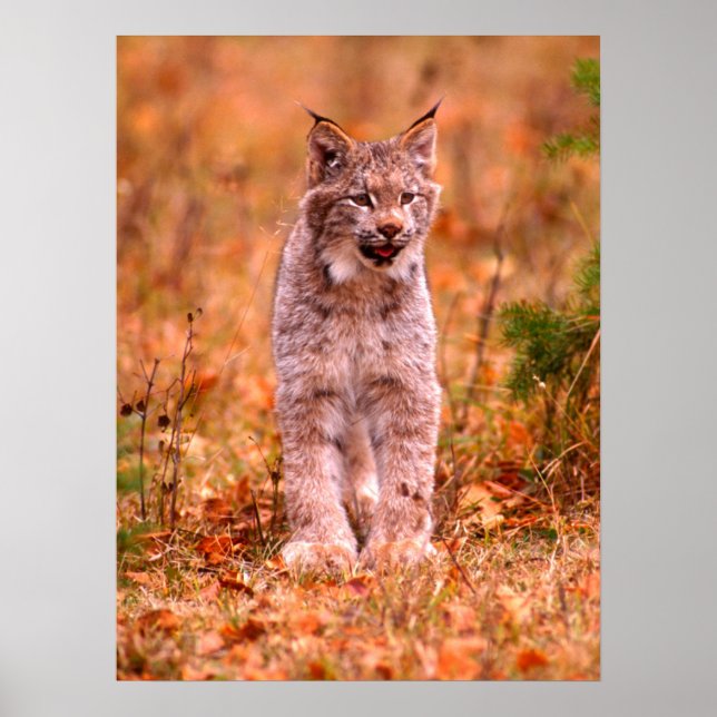 Poster Chasse Bobcat | Forêt d'automne (Devant)