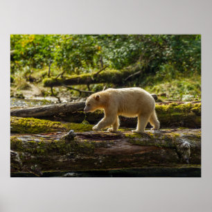Poster Chasse de l'ours esprit blanc