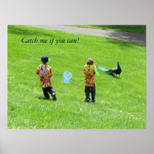 Poster - Chasseurs de paon