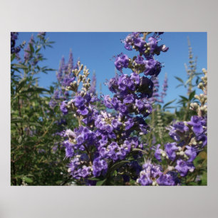 Poster Chaste Tree Purple Flowers