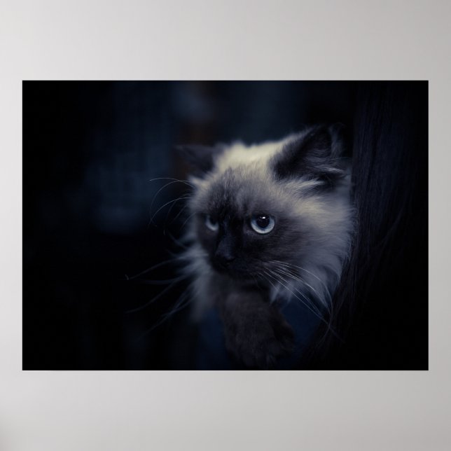 Poster Chat (Devant)