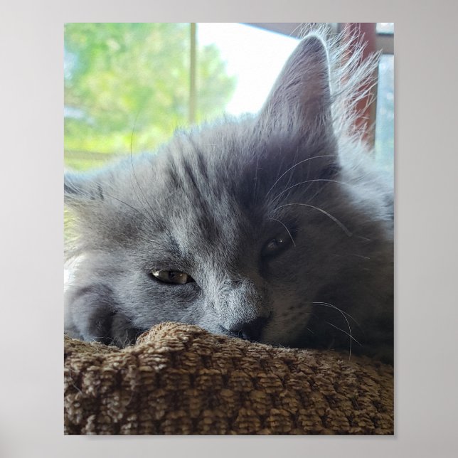 Poster Chat à cheveux longs bleu russe Nebelung (Devant)