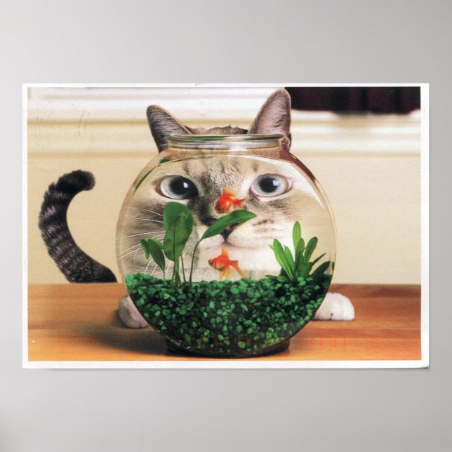 Poster Chat À Travers Un Bol De Poisson (Devant)